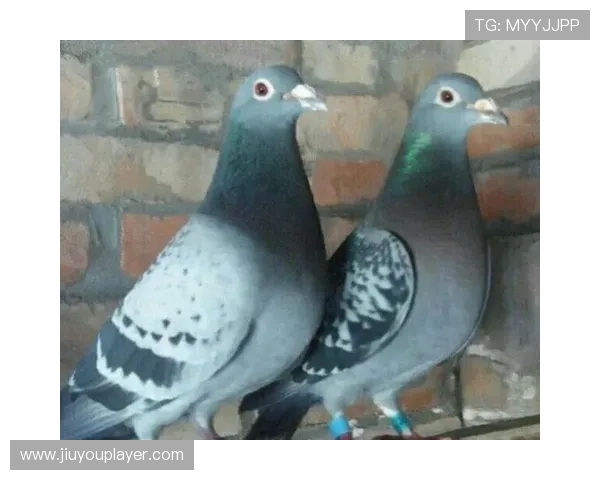 信鸽竞赛足环管理信息化 防止作弊行为发生